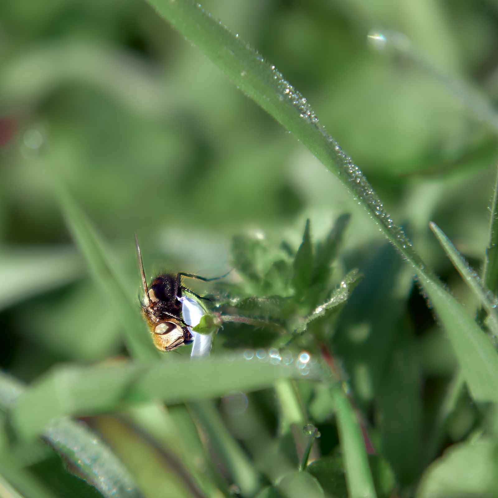 Macro  IMG8171 20 02 09JPEG sRGB 1600px sin firma